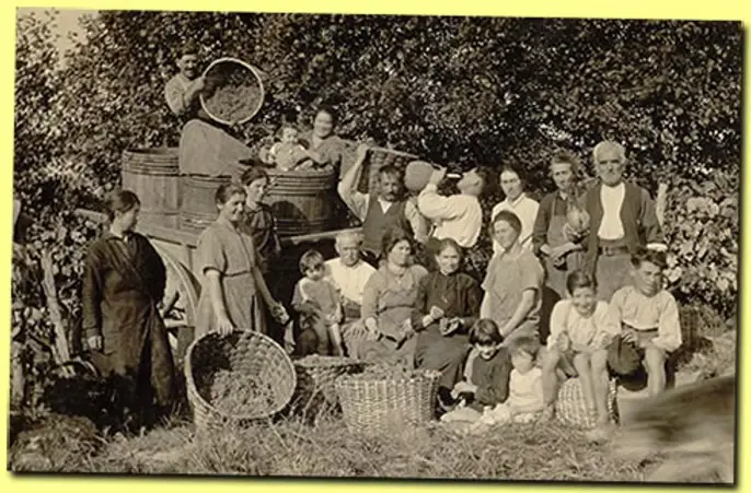 Apple Harvest for Armagnac (French apple brandy), 19th century